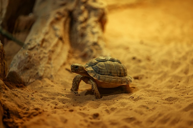 Edwin Rios tweet media