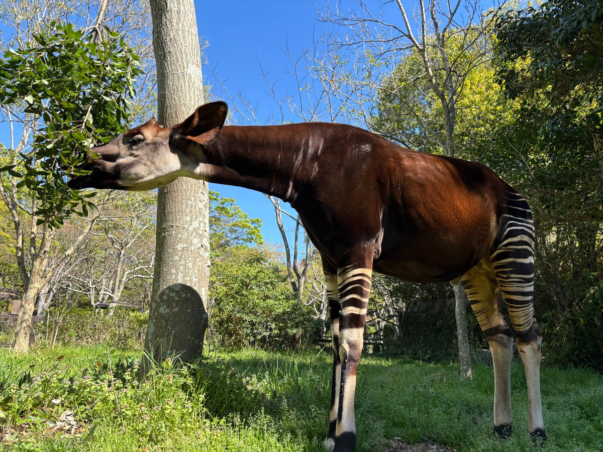 okapi
