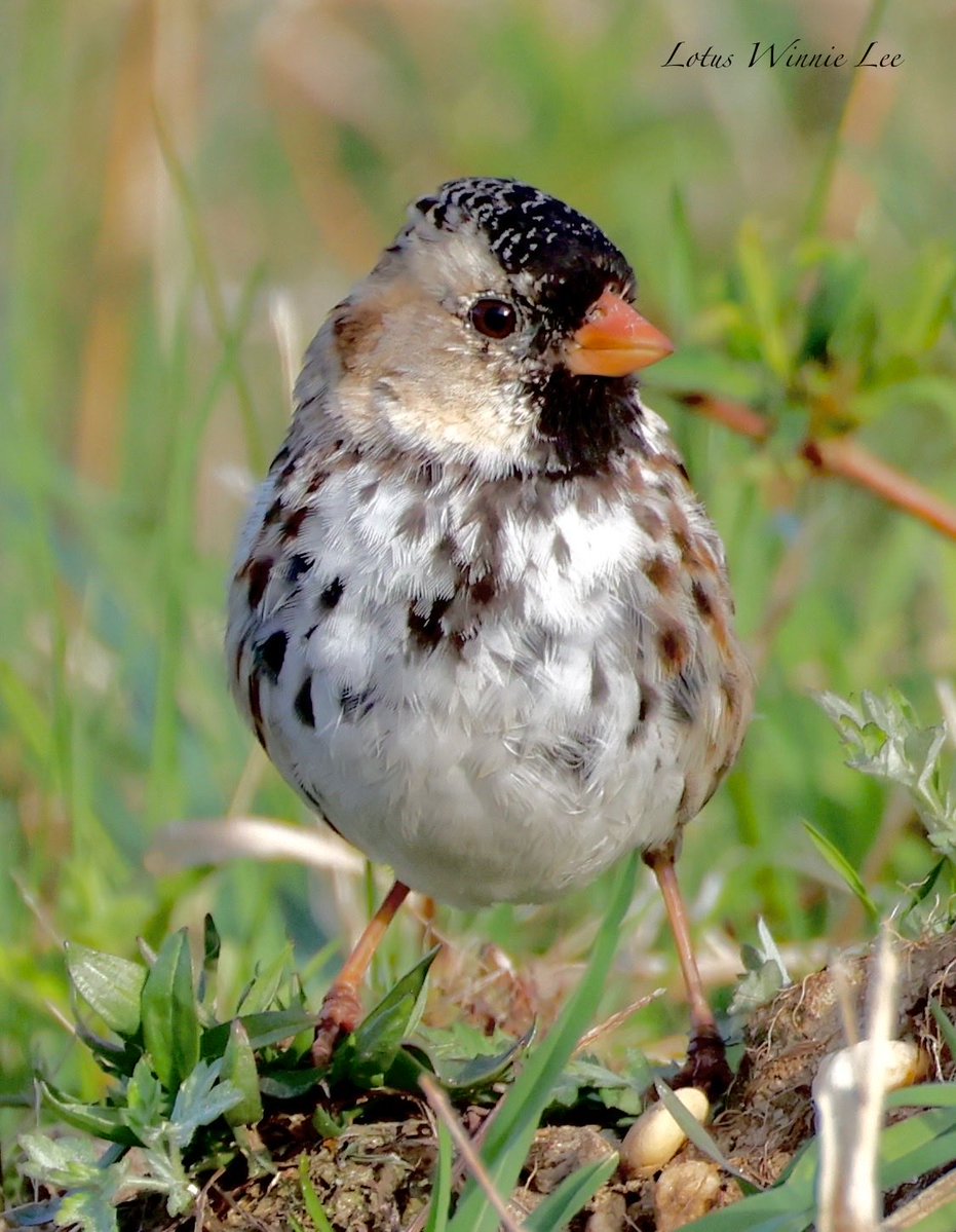 lotuswinnielee's tweet image. Super closeup of the immature Harris’s Sparrow that showed up in New Jersey. OMG, after 3 years of wishing to see this awesomeness, FINALLY!!! Many thanks to my friends for bringing me there, yay, I got this lifer bird!😍🥰 #harrisssparrow #sparrows #birds #birdwatching #wildlife