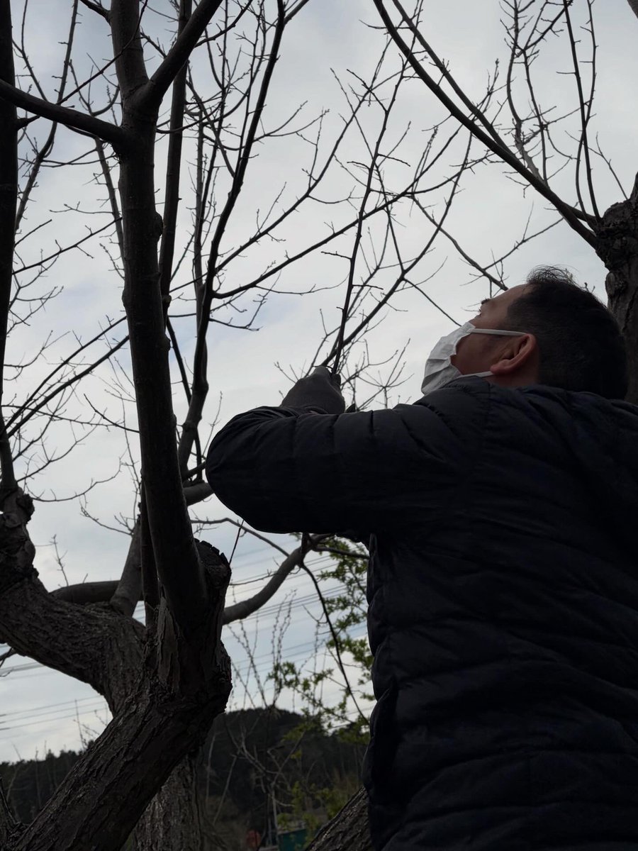 bushufarm's tweet photo. 先日はクリメンさんの栗畑で就労移行支援事業所「ぽかぽか」の皆さんに栗の剪定をレクチャー。
今の時期だからこそ、新しい芽と枯れ枝の区別がつきやすいという発見もありました。
地域で支え合う農業のカタチ、これからも大切にしていきたいです。

#日高市 #栗 #農福連携 https://t.co/V7rx5ogDna