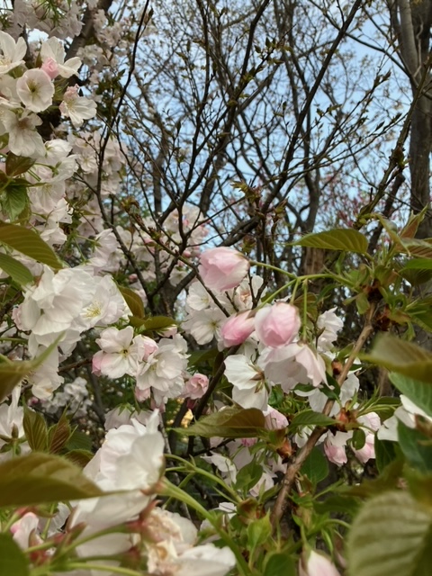 EL_TOKOROZAWA's tweet image. ☀️
入学式の帰りに
空っぽのランドセルを背負って来た
Ｅちゃん

今日は
教科書とノートを全部入れて来室
新しい教科書を一緒に読みました

帰りにはランドセルを
「はい」とママに渡しました
重かったんだね🤗

#ASD #ADHD #LD #個別指導塾
📝体験授業受付中📝
#SEOLEO