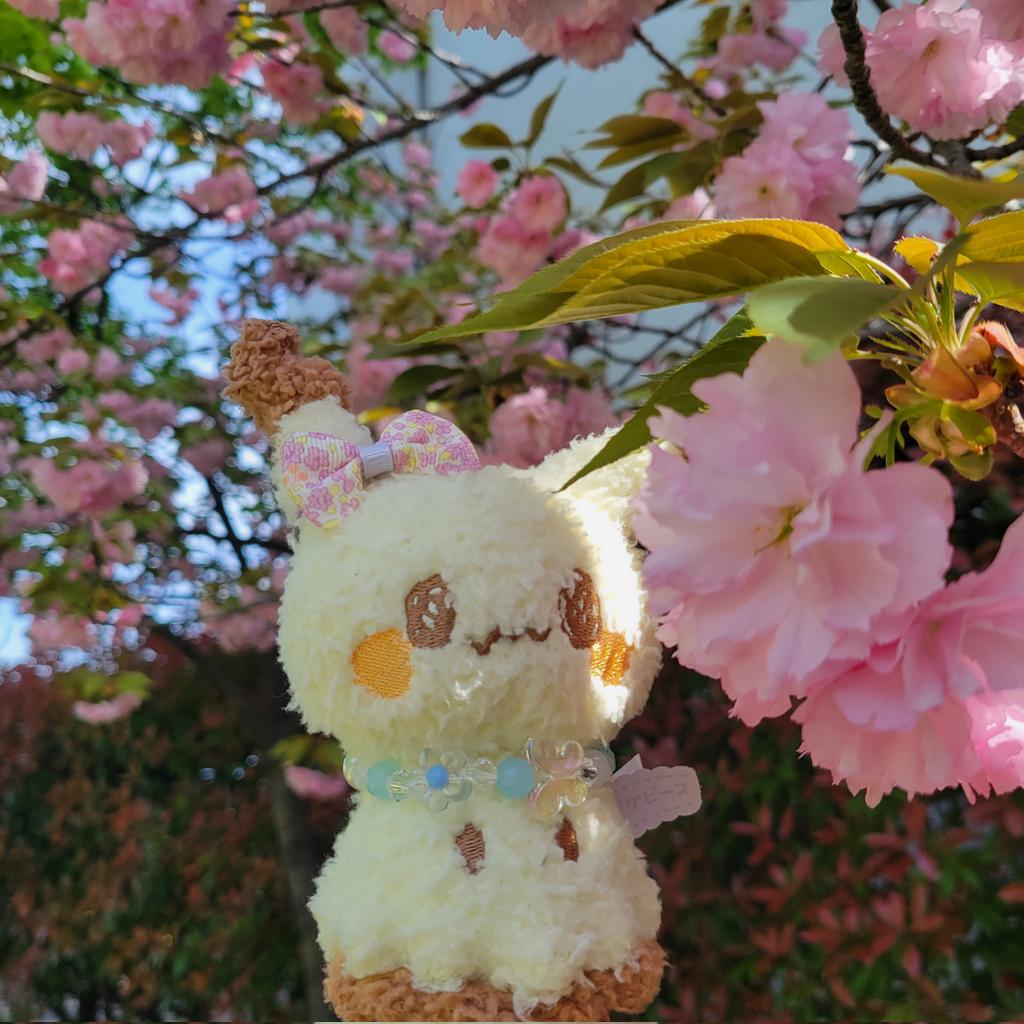 ヤエザクラ(八重桜)
#ミミッキュ
ｿﾒｲﾖｼﾉの次に咲き誇る