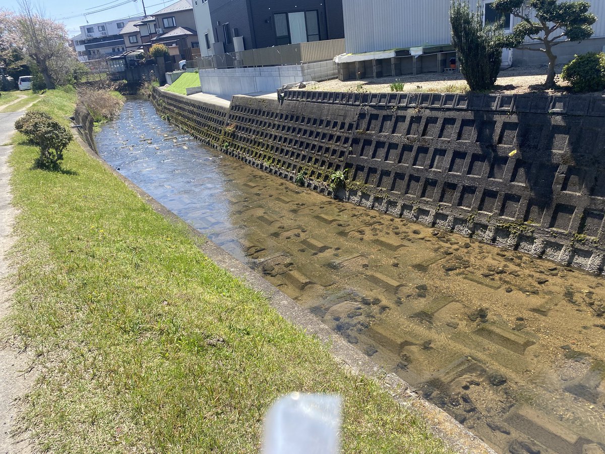 楊 Yang tweet media