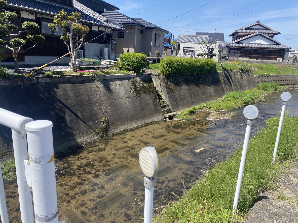 楊 Yang tweet media