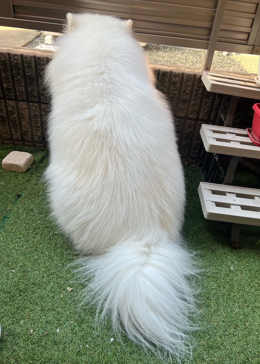 ダッツファミリーCh. tweet media