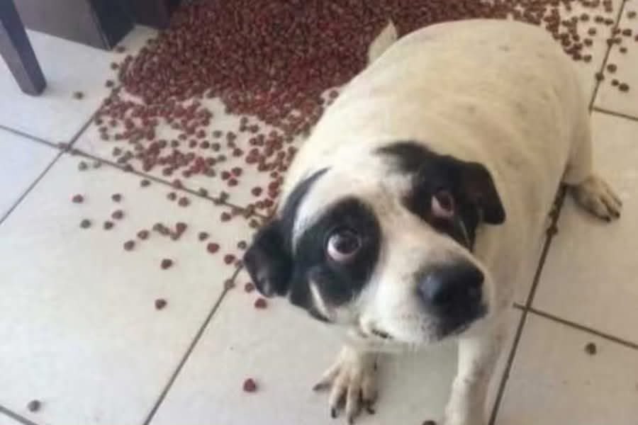 Dilo con perritos tweet media