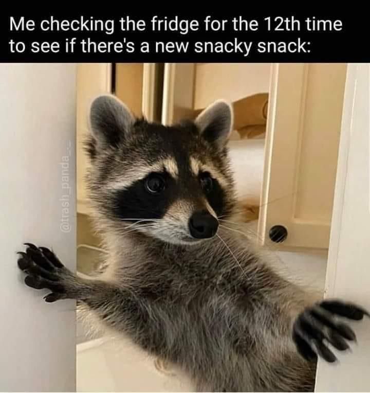 silly raccoons & pandas tweet media