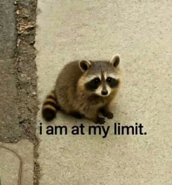 silly raccoons & pandas tweet media