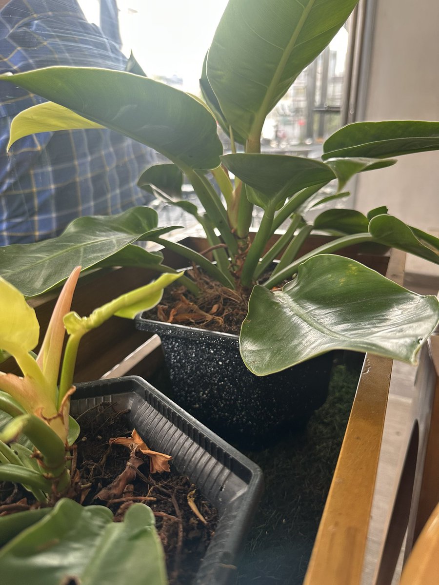 Lê Thúc Vinh | Vincent tweet media