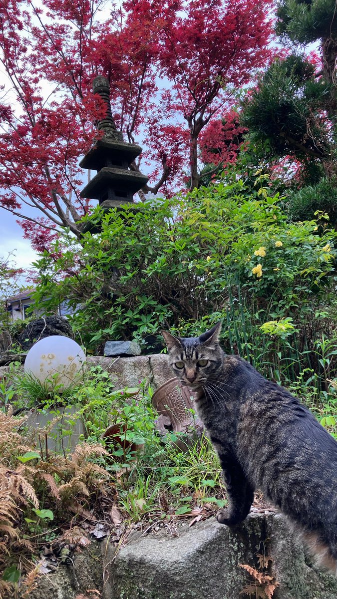 🍺🍶ぱちた🍷🍾 tweet media