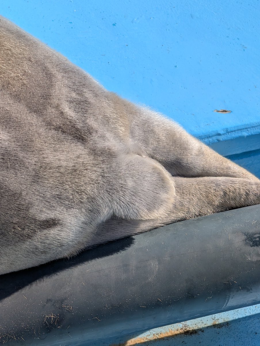 オホーツク･ガリンコタワー株式会社 tweet media