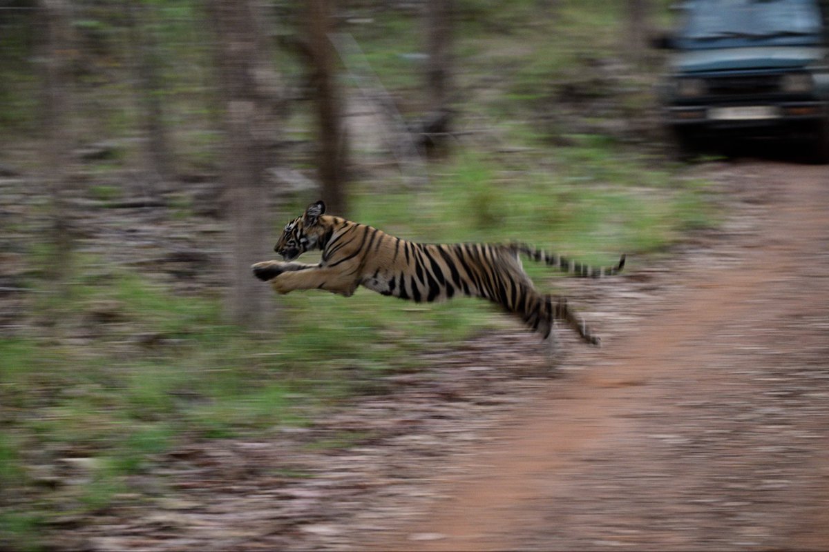 wildlife_clicks's tweet image. Good morning Everyone 🌿

For the last two days in #Tadoba National Park, the jungle kept rewarding patience.
Dusty trails, alarm calls, and then… she appeared.
A tigress, calm yet commanding, walking with her three cubs teaching them the art of survival.
In that moment, we