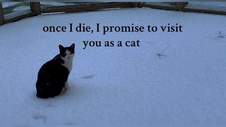 Cat Posted tweet media