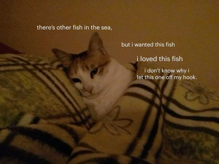 CatPosted's tweet photo. https://t.co/WT3niUsAWe