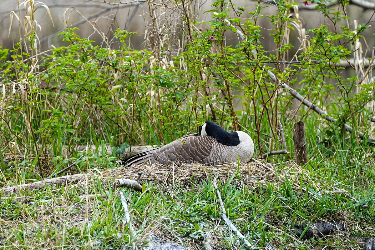 SkykidLan's tweet image. 4.12 今天一切照旧，Canada goose妈妈还是坐着孵蛋，可能它在睡觉，一动不动的。鹅爸卧在草地上，不时察看，很警惕。天上有白头鹰在盘旋，它们有很多心要操，看着也挺辛苦的。
#Vancouver