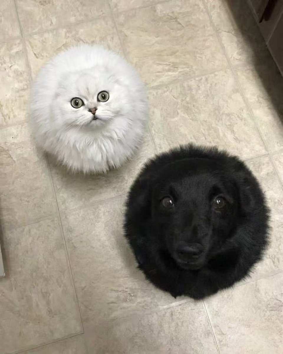 波索尔 tweet media