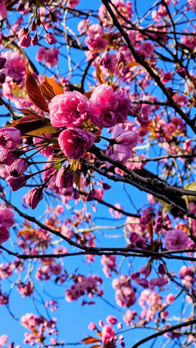 HikingManchest1's tweet image. Cherry Blossom 💕

#MagentaMonday #BlueMonday