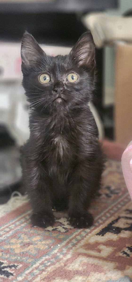 Kara kız 6 aylık 
Renkli kız 9 aylık 
Wc eğitimleri var.
Onlara gerçekten bakabilecek aile olabilecek ömürlük yuva arıyorum.
İstanbul.
#kedi #sahiplendirme #yuva #satınalmasahiplen #aile