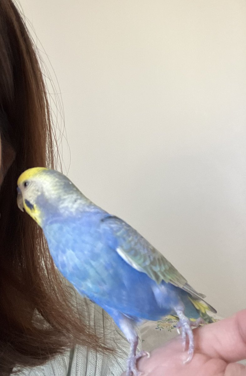 ふーちゃんとすーちゃんの顔黄色いチャンネル tweet media