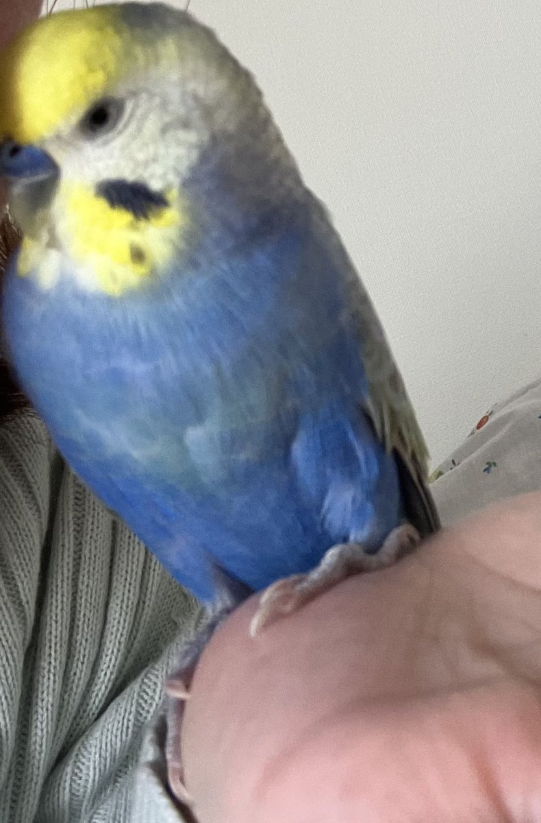 ふーちゃんとすーちゃんの顔黄色いチャンネル tweet media