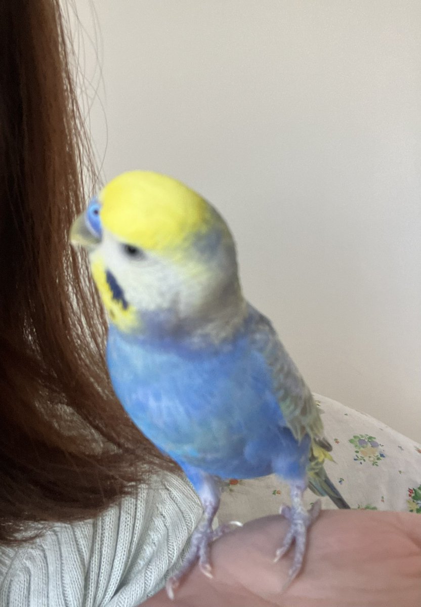 ふーちゃんとすーちゃんの顔黄色いチャンネル tweet media