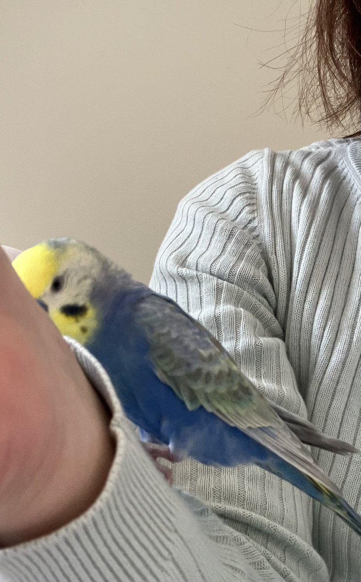 ふーちゃんとすーちゃんの顔黄色いチャンネル tweet media