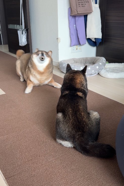 あずはな/胡麻柴🐻と黒柴🐕とおじさん tweet media