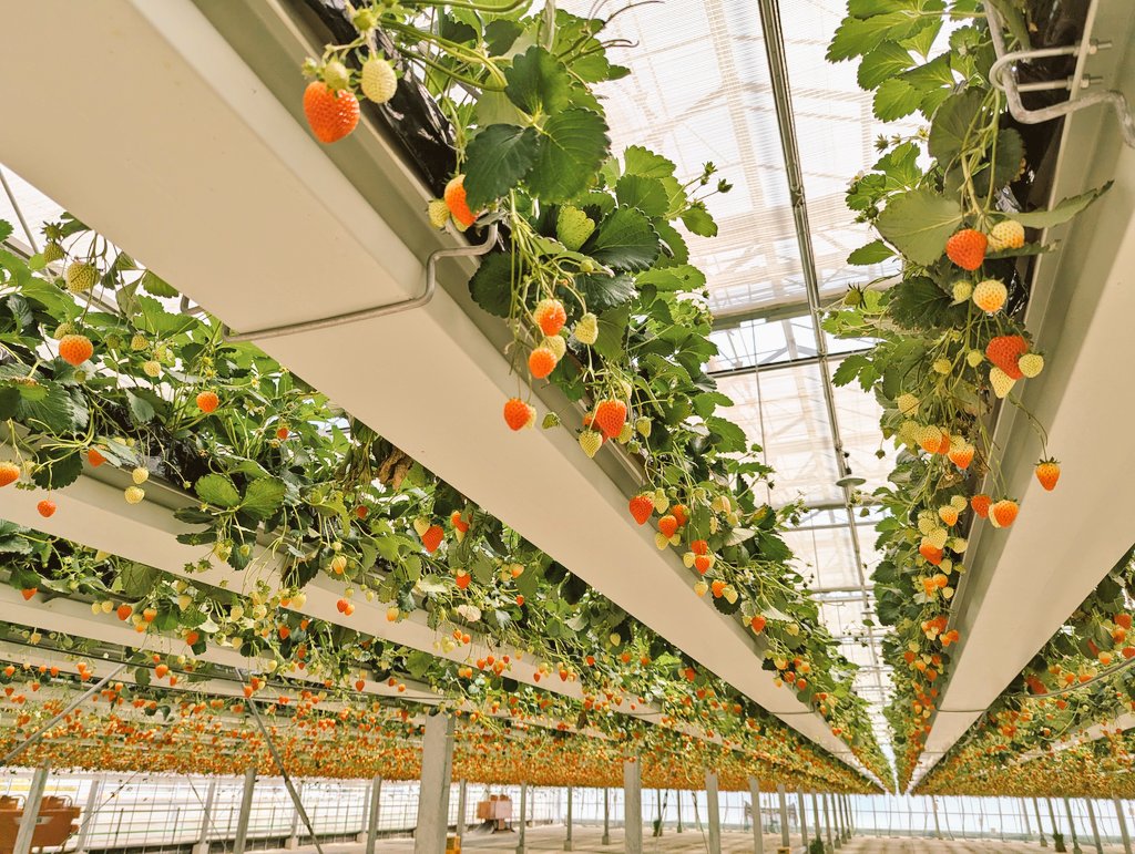 もぐ🌸たまに生配信(●´ω｀●)v tweet media