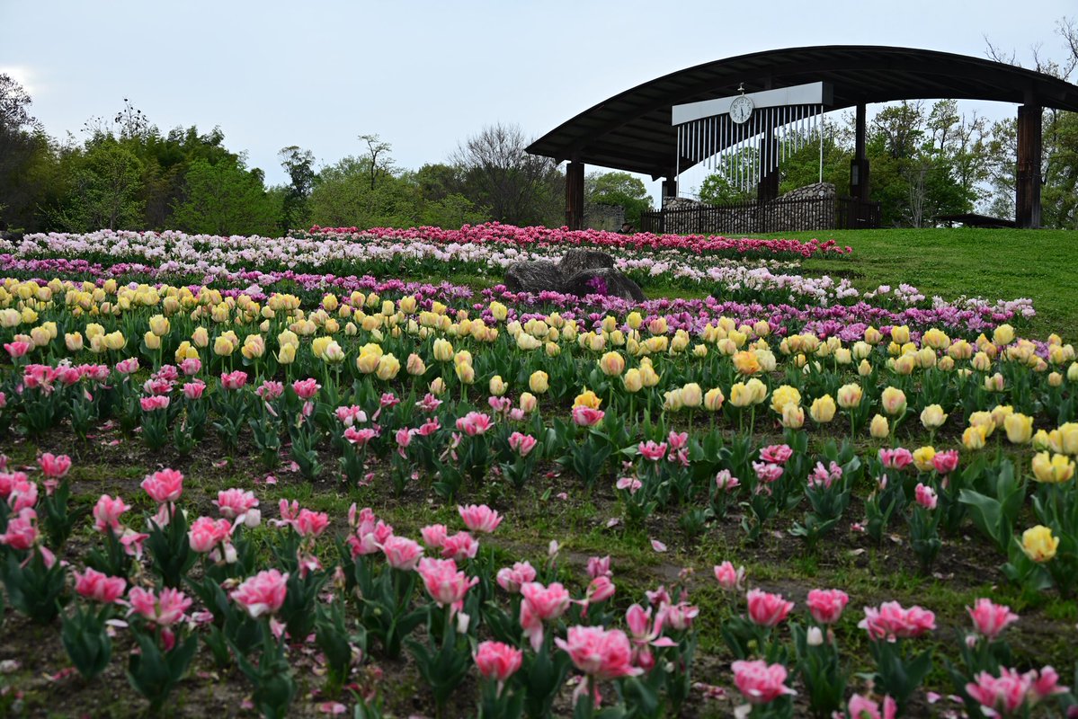 写真日和 tweet media