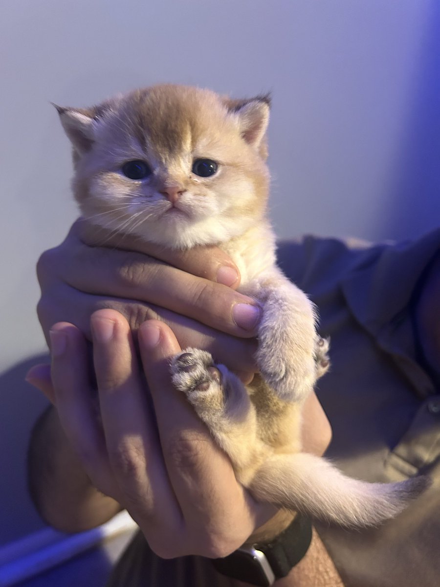 PrinceofFeline's tweet image. NY12 kittens available for adoption today 😻😃 #feline #scottishcats #adorable #kittens #cats #purebreed