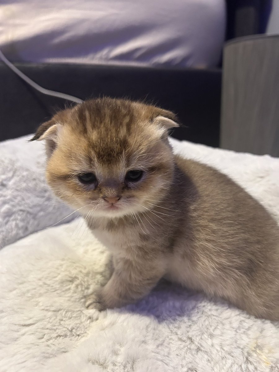 PrinceofFeline's tweet image. NY12 kittens available for adoption today 😻😃 #feline #scottishcats #adorable #kittens #cats #purebreed