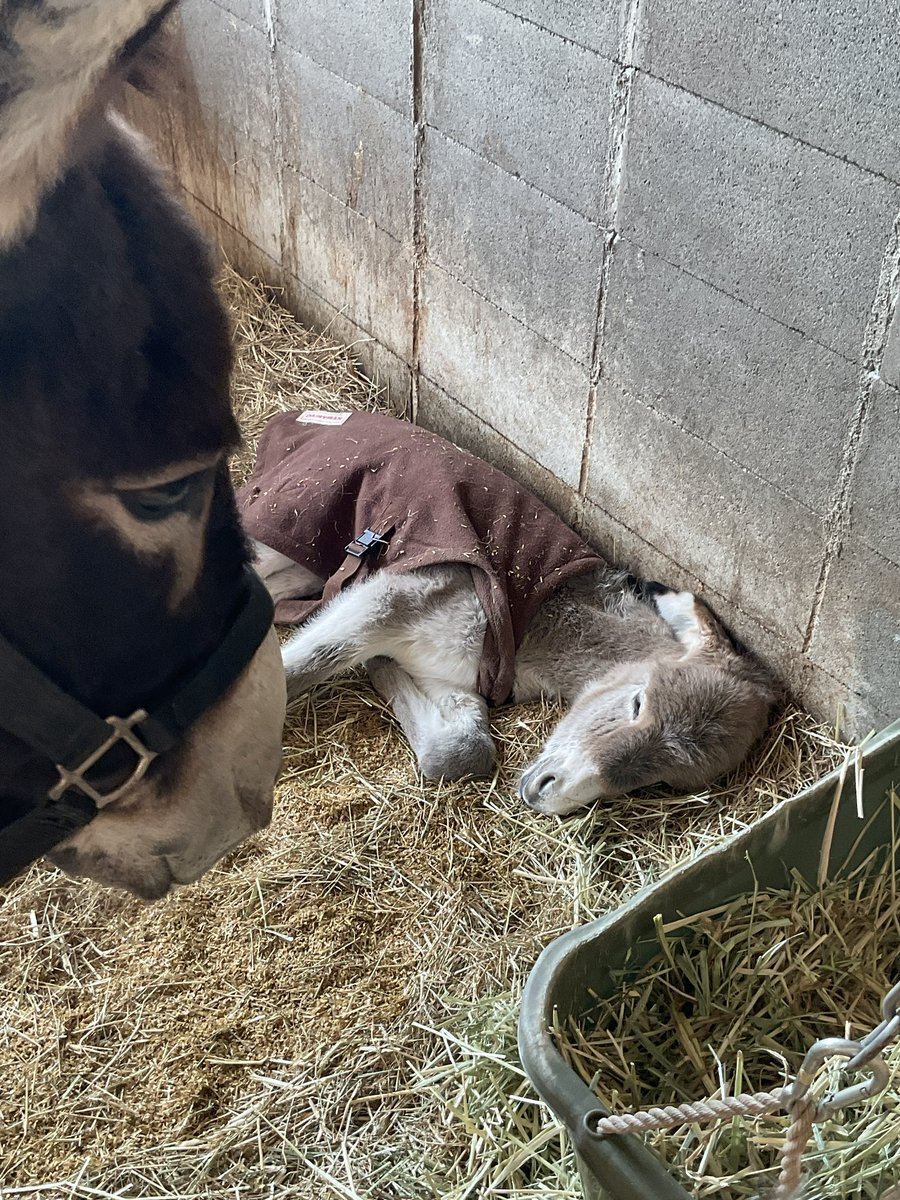 那須高原 南ヶ丘牧場 tweet media