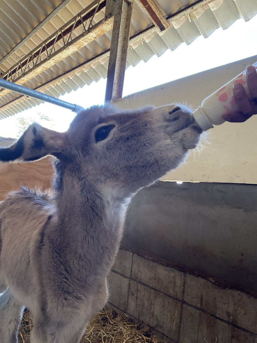 那須高原 南ヶ丘牧場 tweet media