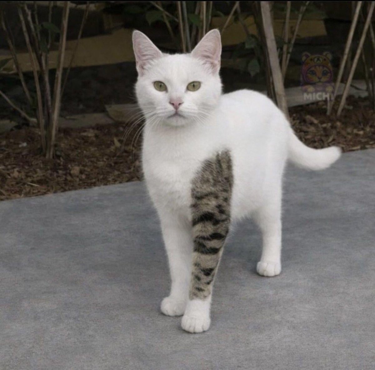 gatos fazendo gatices tweet media