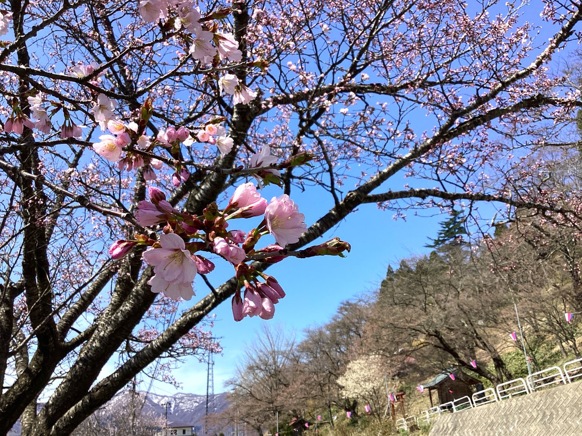 mogamiSSC's tweet photo. 本日の最上町は穏やかな春の快晴に恵まれております☀️
愛宕山では道路向かいの桜が咲きはじめており、遊歩道ではカタクリなど、綺麗な野花が咲いておりました♪
明日4/14(火)〜5/6(水)18:00〜21:00まで愛宕山では桜のライトアップが行われます😊

詳細はこちら👇
https://t.co/IQ08OjB7B3 https://t.co/NnoLFvw5f0