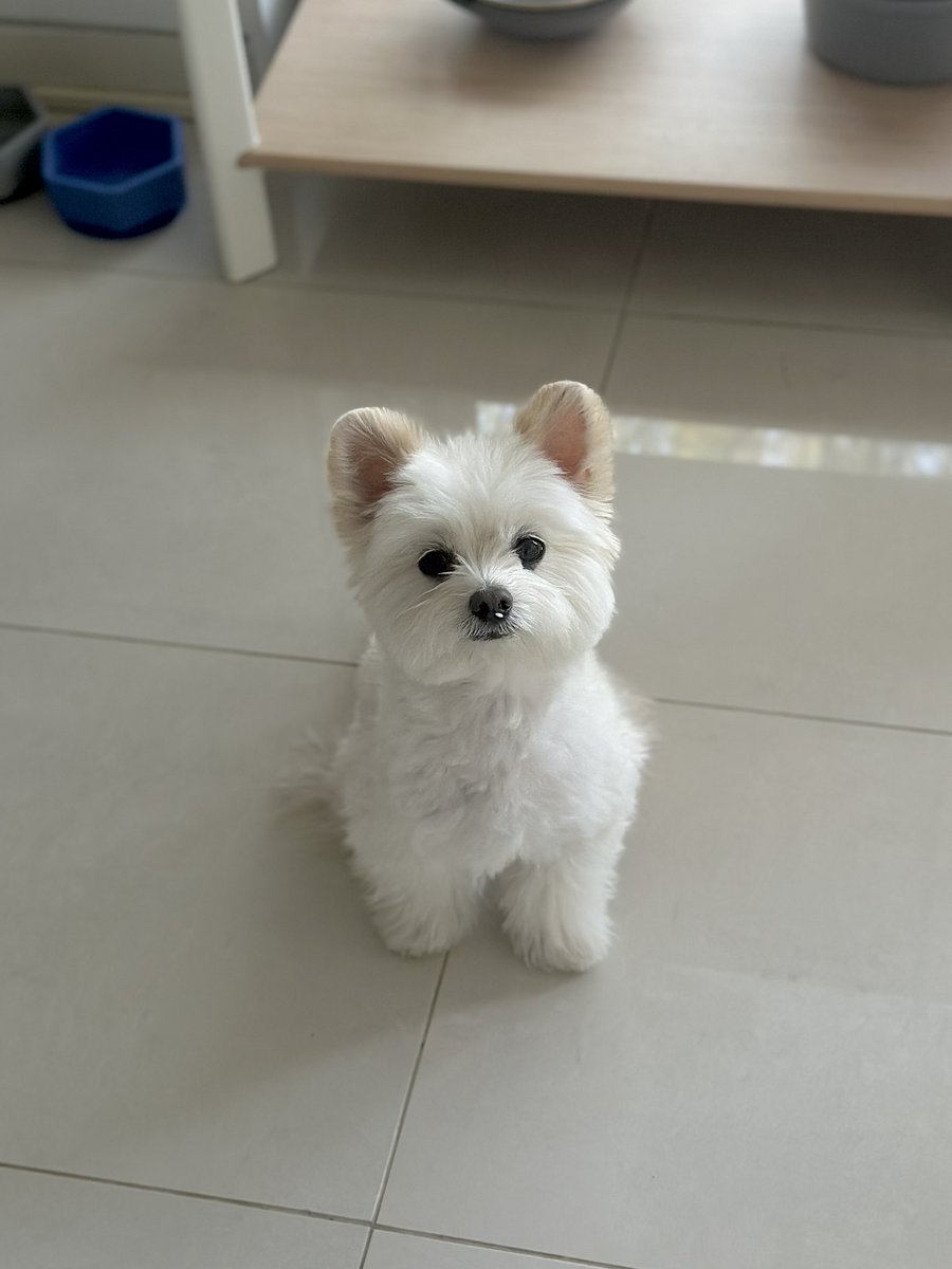 겸돌이 tweet media