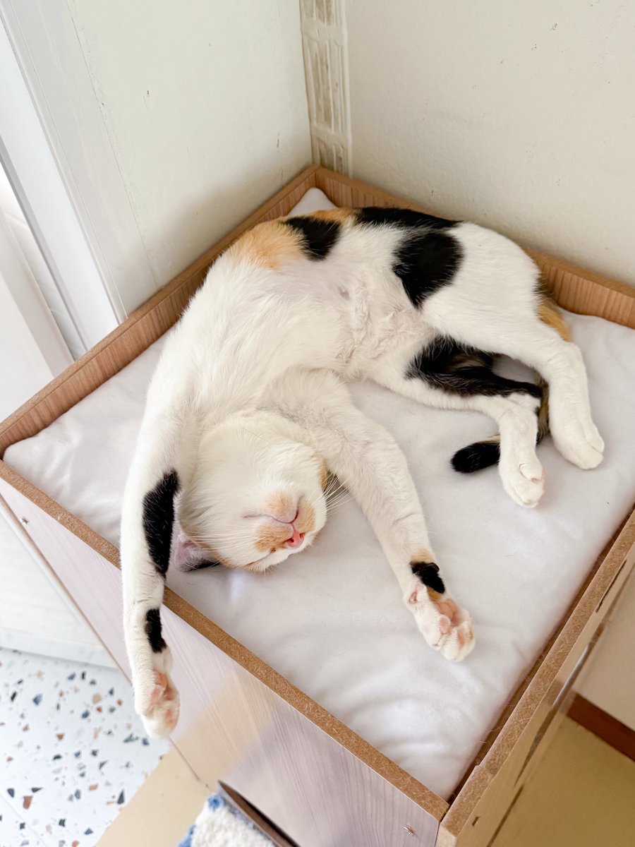 _DNVP2_'s tweet image. เลี้ยงลูกเหนื่อยจังเลยโว้ยยยย