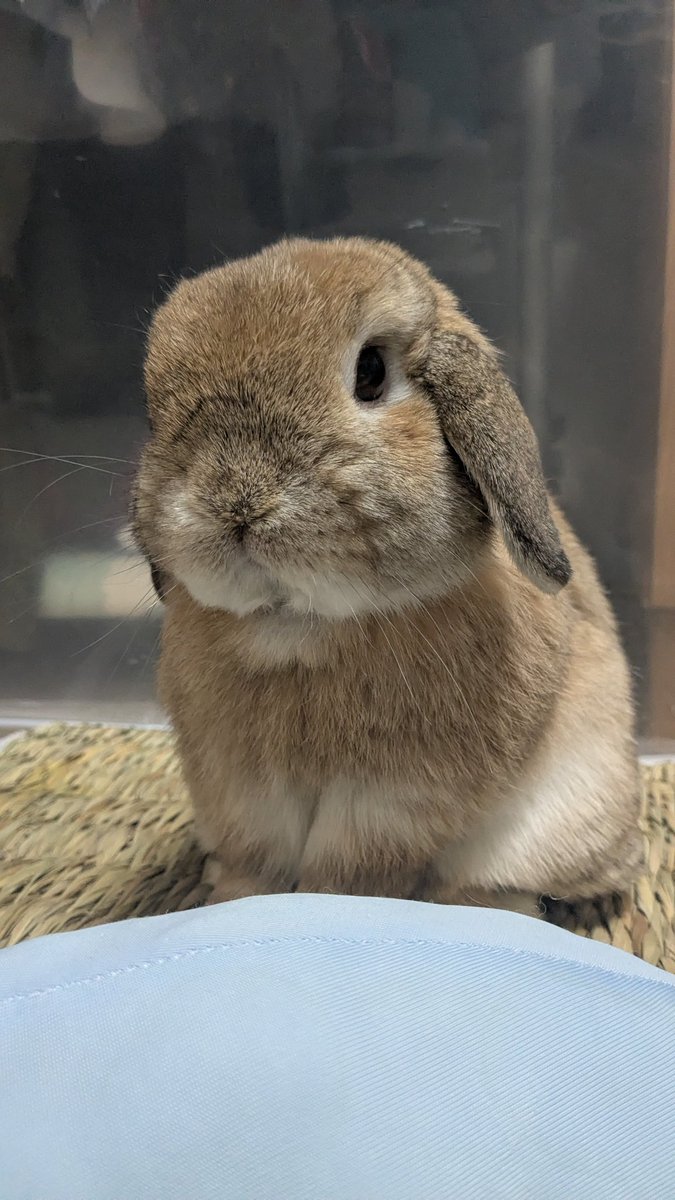 ヒロヤマ(けんた🐰) tweet media