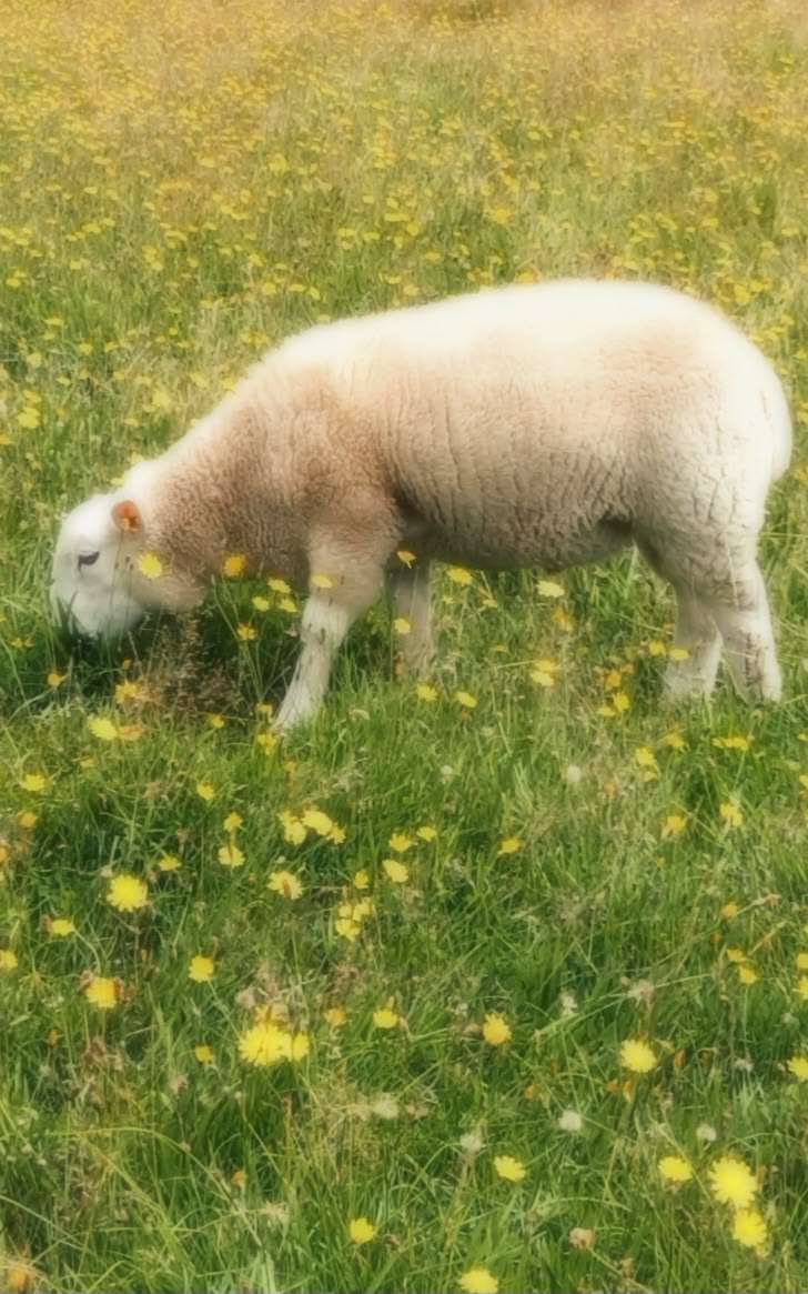 Sheep Daily 🐑 tweet media