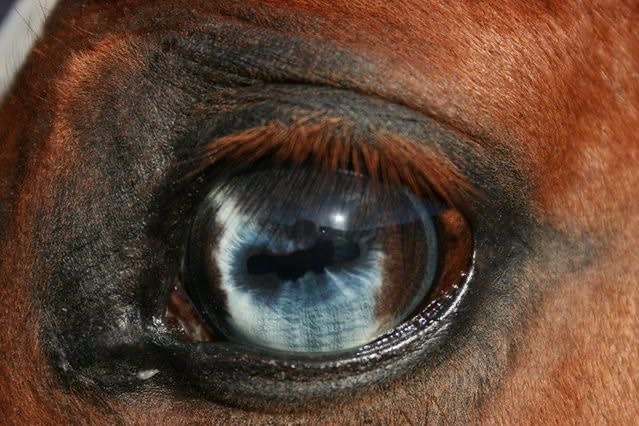 headhort tweet media