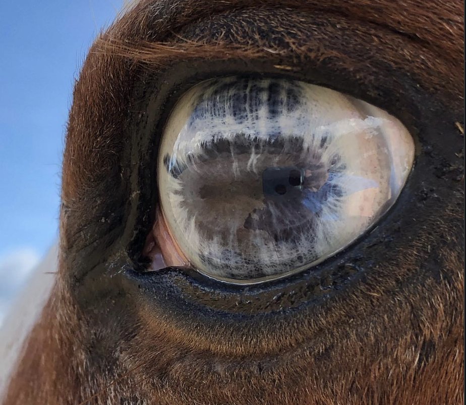 headhort tweet media