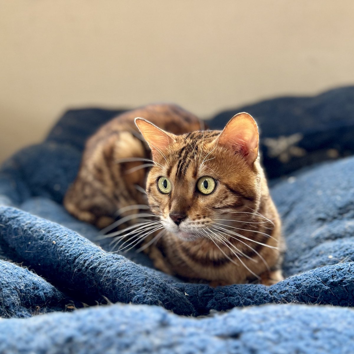 休んでたのに何？ #アーサー #ベンガル #ベンガル猫 #猫のいる暮らし