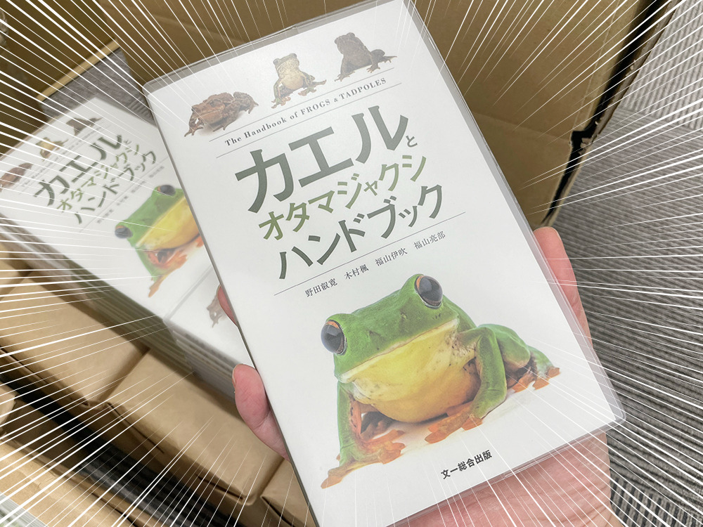［お知らせ］
今朝、4月24日㈮発売の新刊【カエルとオタマジャクシハンドブック】の見本が届きました！

ご予約はお近くの書店で。［ISBN 978-4-8299-8188-7］をお伝えいただくとスムーズにご予約いただけます。また、各WEB書店でもご予約承り中です。各WEB書店リンクはツリーで👉🏼