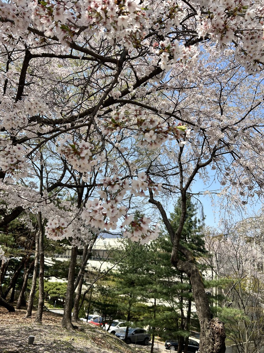 솜구름 tweet media