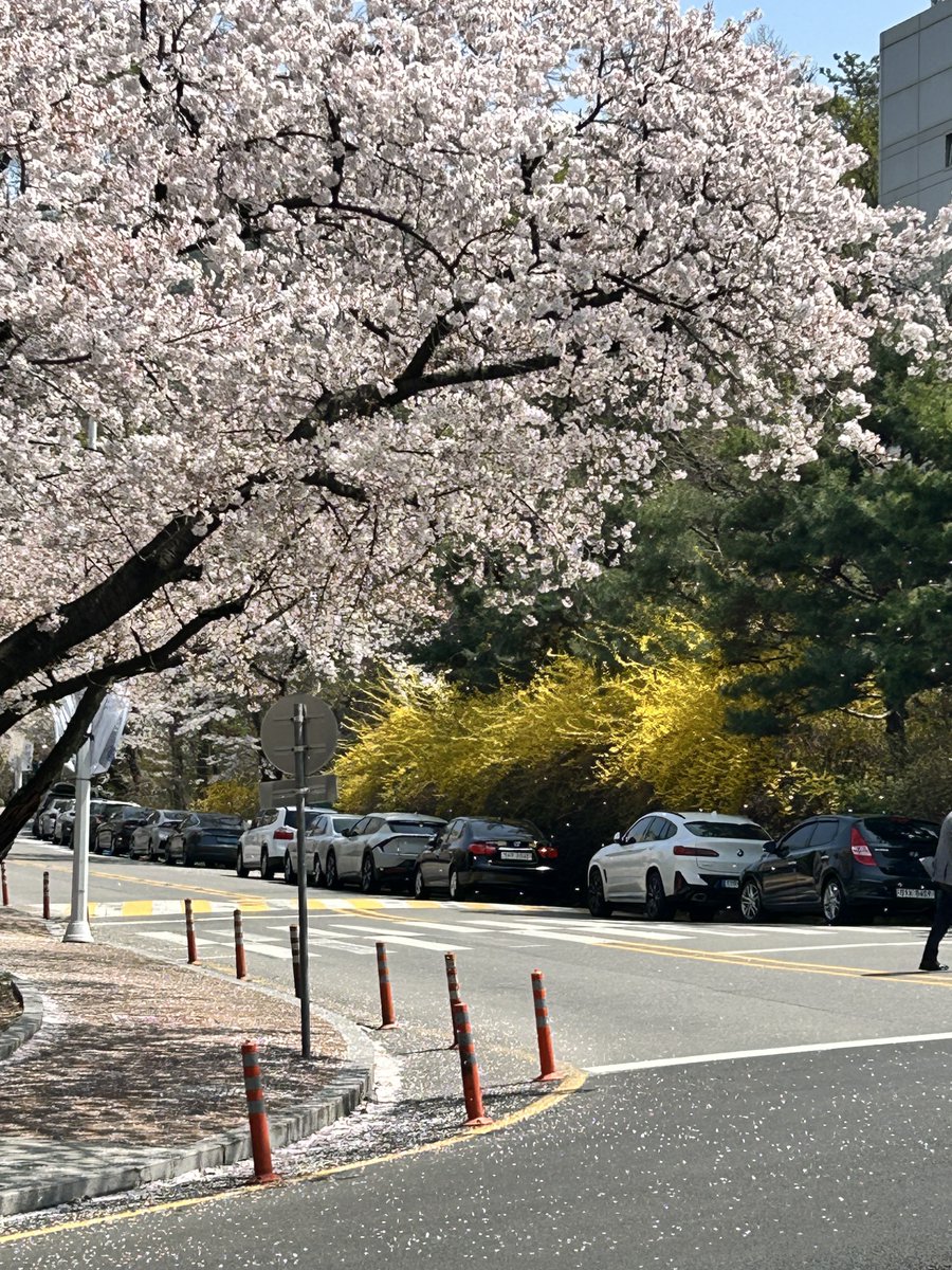 솜구름 tweet media