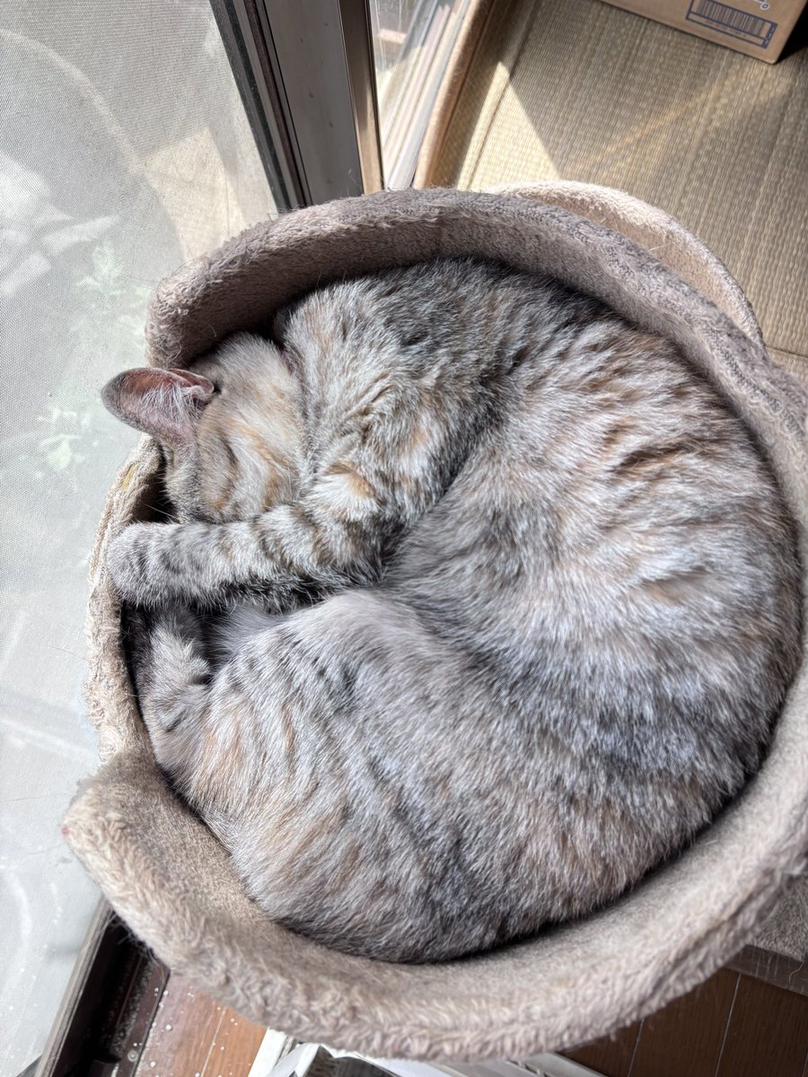 トレボーハイヤー tweet media