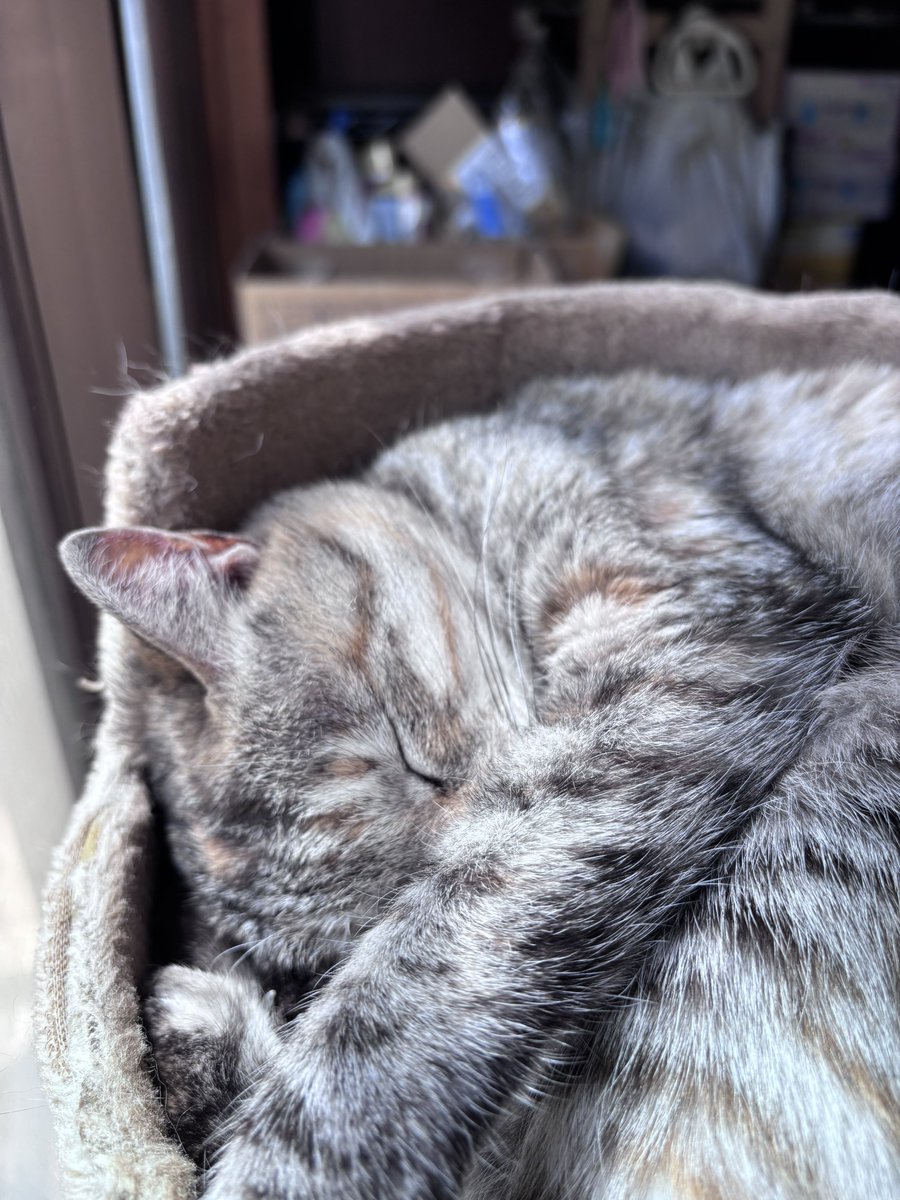 トレボーハイヤー tweet media