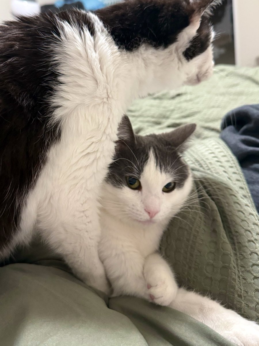 Friends of Bear Cat Rescue tweet media