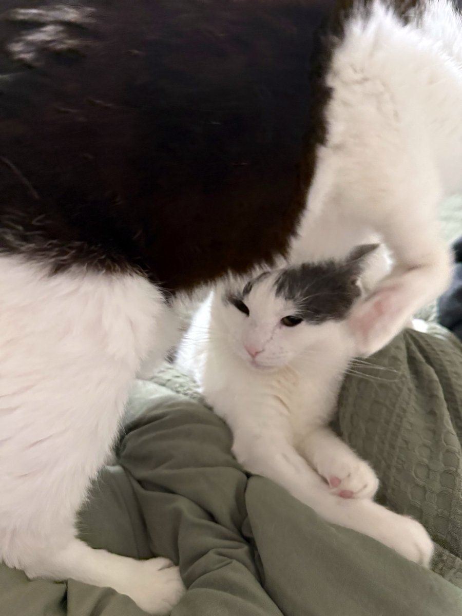 Friends of Bear Cat Rescue tweet media