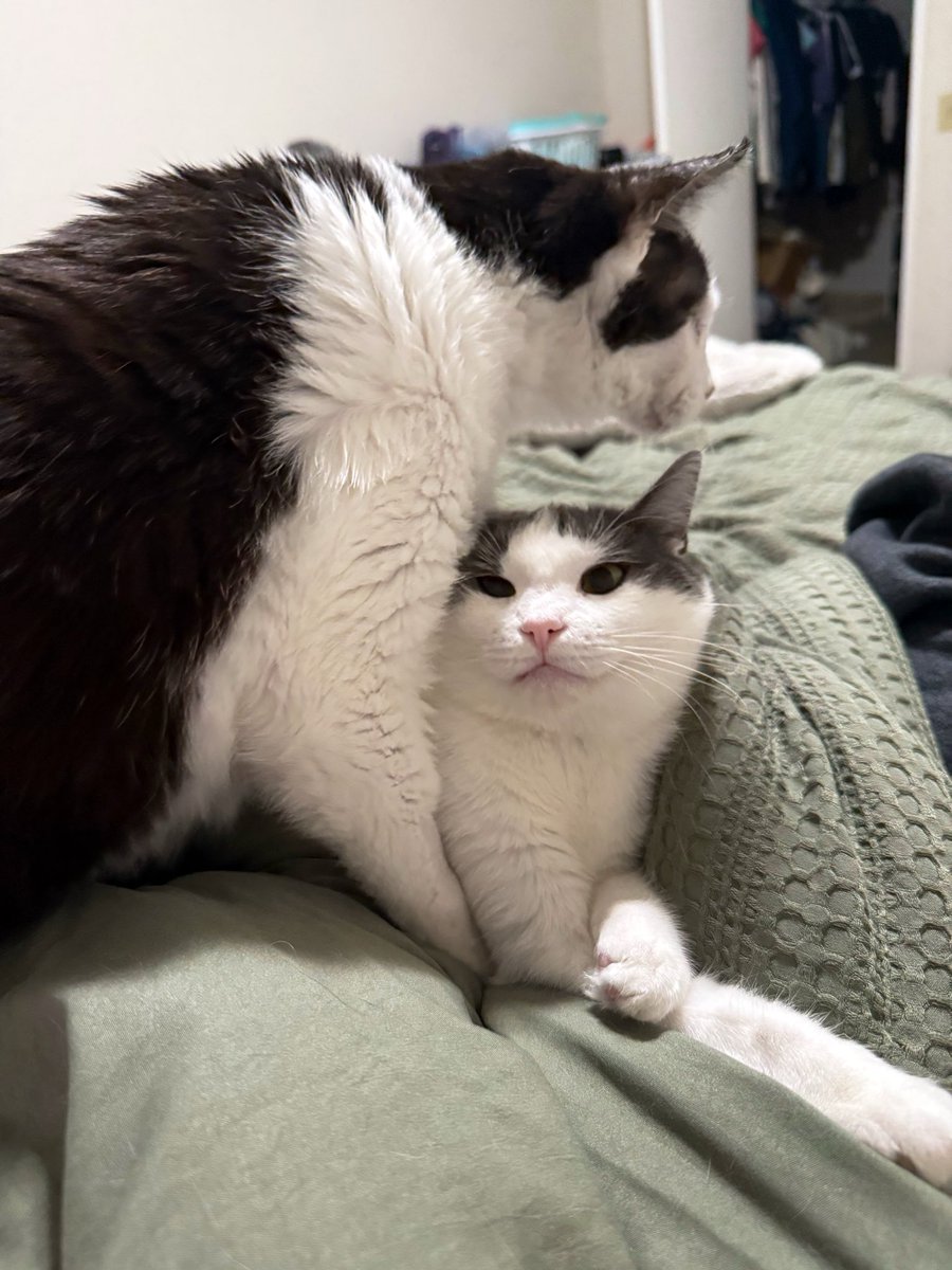 Friends of Bear Cat Rescue tweet media